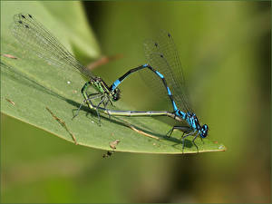 Photo Insects Dragonflies