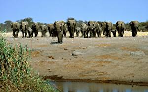 Bilder Elefant
