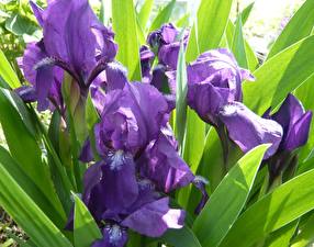 Bakgrundsbilder på skrivbordet Irissläktet Blommor
