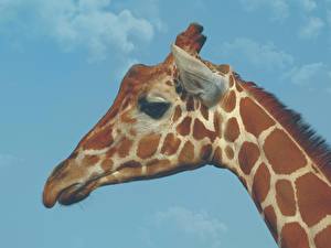 Papel de Parede Desktop Girafas Cabeça Animalia