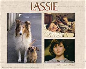 Bakgrundsbilder på skrivbordet Collie Lassie film