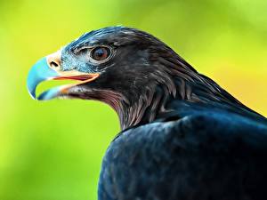 Fotos Vögel Adler Farbigen hintergrund Tiere