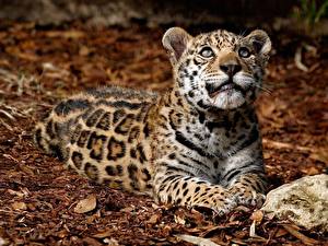 Papel de Parede Desktop Fauve Jaguar um animal