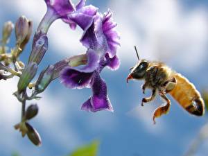 Bilder Insekten Bienen ein Tier