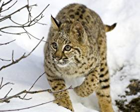 Picture Big cats Lynx