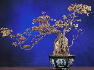 Hintergrundbilder Bonsai Blumen