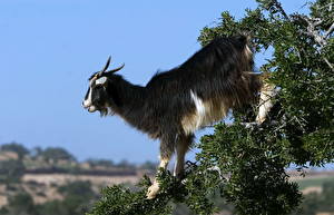 Photo Goat Animals
