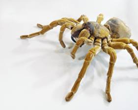 Bakgrunnsbilder Insekter Edderkopper Hvit bakgrunn Dyr