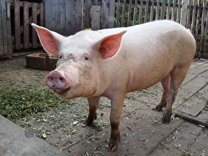 Фото Домашняя свинья животное