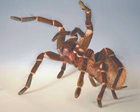Bilder Insekten Webspinnen Farbigen hintergrund