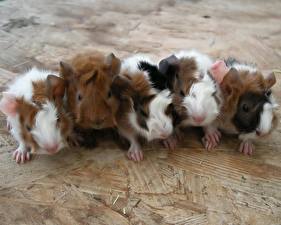 Picture Rodents Guinea pigs