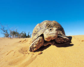 Bilder Schildkröten ein Tier