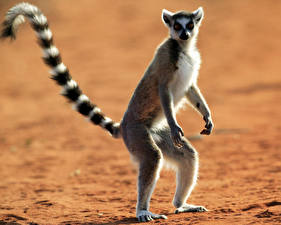 Bilder Lemuren Tiere