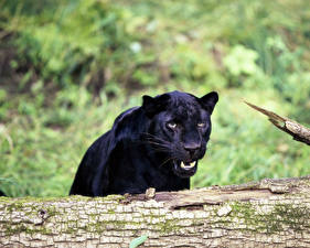 Fotos Große Katze Schwarzer Panther ein Tier