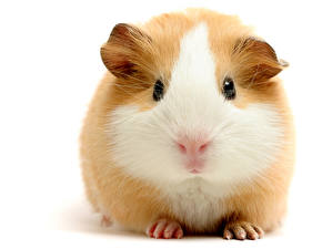Wallpaper Rodents Cuy White background Animals