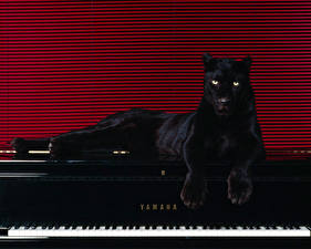 Fondos de escritorio Grandes felinos Pantera negra animales
