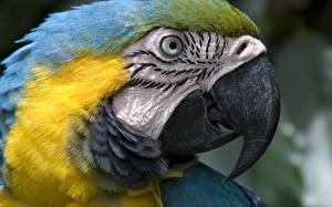 Papel de Parede Desktop Aves Papagaios Animalia