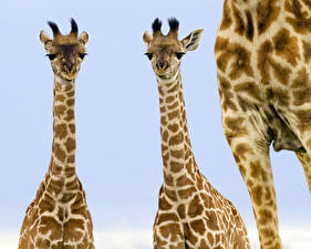 Bureaubladachtergronden Giraffen