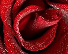 Papel de Parede Desktop Rosas Gota flor