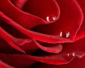 Фотографии Розы Капля цветок