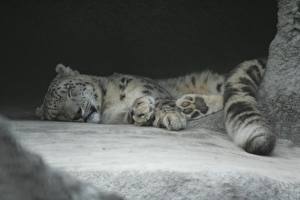 Picture Big cats Snow leopards animal