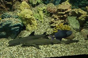 Papel de Parede Desktop Mundo subaquático Tubarões Animalia