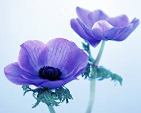 Pictures Anemone