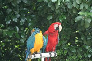 Hintergrundbilder Vögel Papagei