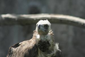 Sfondi desktop Uccello Avvoltoi Animali