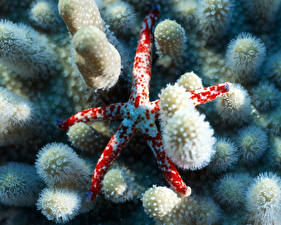 Bakgrunnsbilder Undervannsverdenen Sjøstjerner Dyr