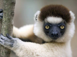 Fotos Lemuren ein Tier
