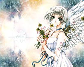 Desktop wallpapers Clover Angels Anime Girls