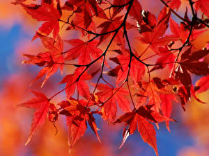 Pictures Closeup Leaf Maple Nature