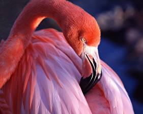 Bureaubladachtergronden Vogel Flamingo een dier