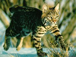 Images Big cats Lynxes