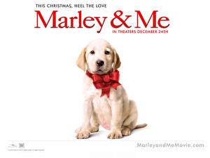 Pictures Marley &amp; Me
