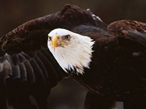 Pictures Birds Eagles animal