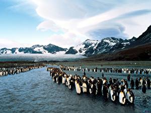 Fonds d'écran Pingouins Animaux