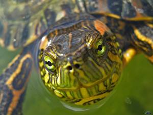 Hintergrundbilder Schildkröten