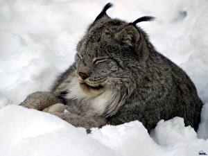 Wallpapers Big cats Lynxes Animals