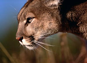 Fotos Große Katze Puma ein Tier