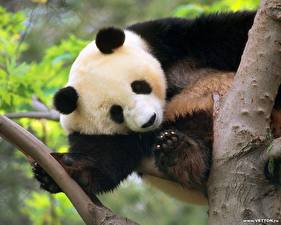 Sfondi desktop Orsi Panda maggiore Animali
