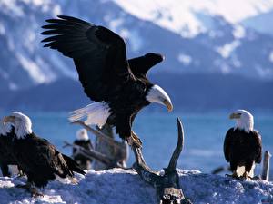 Hintergrundbilder Vogel Adler Tiere