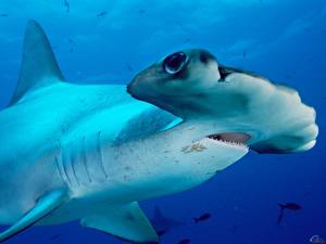 Pictures Underwater world Sharks animal