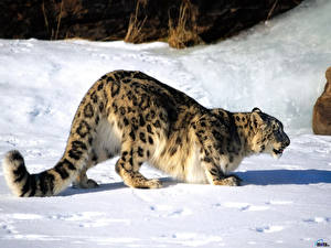 Bilder Große Katze Schneeleopard Tiere