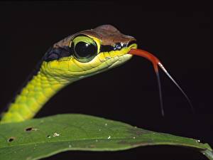 Picture Snakes Black background Animals