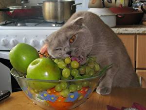 Photo Cat Grapes Animals
