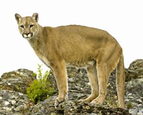 Hintergrundbilder Große Katze Pumas ein Tier