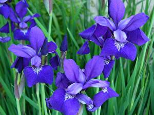 Image Irises Flowers