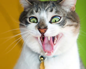 Papel de Parede Desktop Gato Rictus um animal